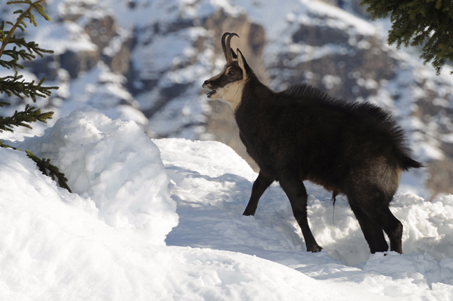 DSC_6053 Chamois en rut Web