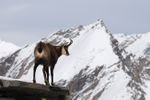 DSC_6232 Chamois web