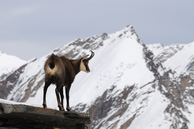 DSC_6232 Chamois web