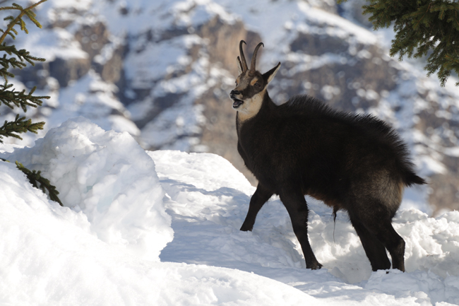 DSC_6052 Rut du chamois web