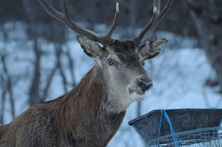 DSC_7434 cerf web