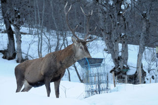 DSC_7402.jpg Cerf web