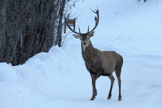 DSC_7397 cerf web