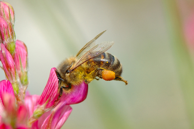 Abeille butineuse Web