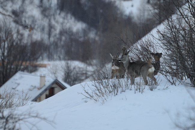 DSC_7495 chevreuils