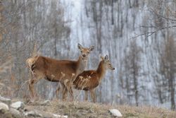 DSC_7996 Biche et faon de 2008 web