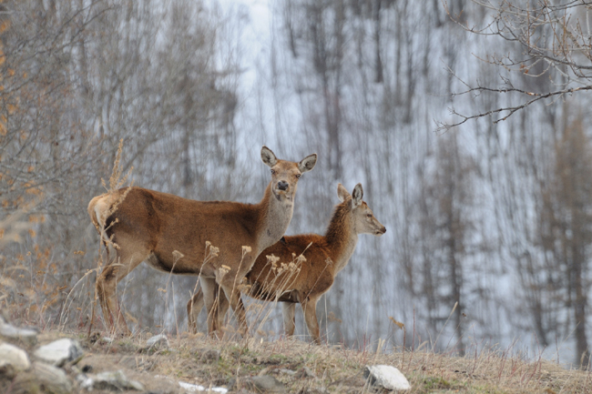 DSC_7996 Biche et faon  de 2008 web