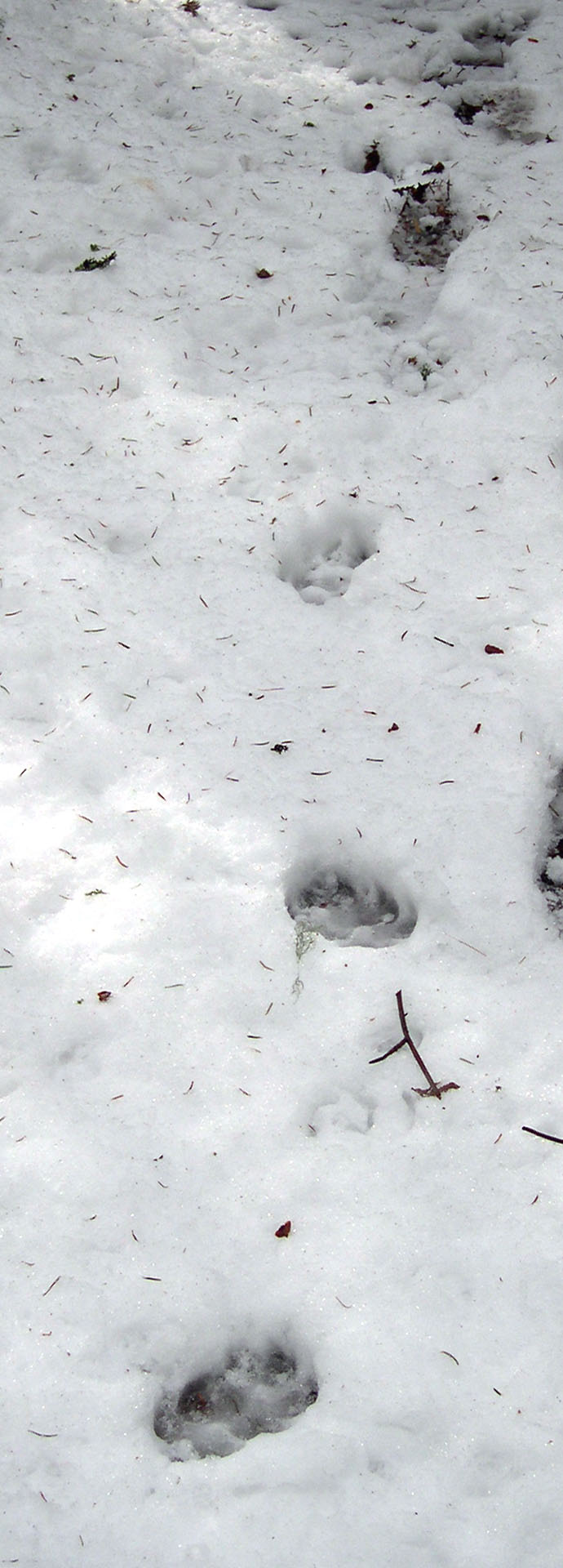 Piste, passage de deux loups