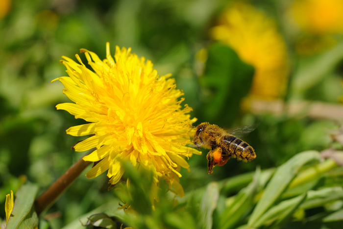 DSC_9794 Abeille en vol web