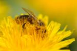 DSC_9661 Abeille butineuse web