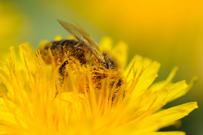 DSC_9661 Abeille butineuse web