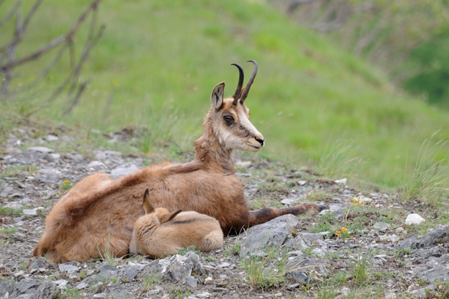 DSC_0663 Chamois et chevreau web