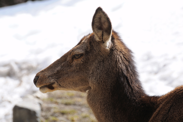 DSC_8038 Portrait biche web