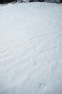 Piste loup Valloire 2009