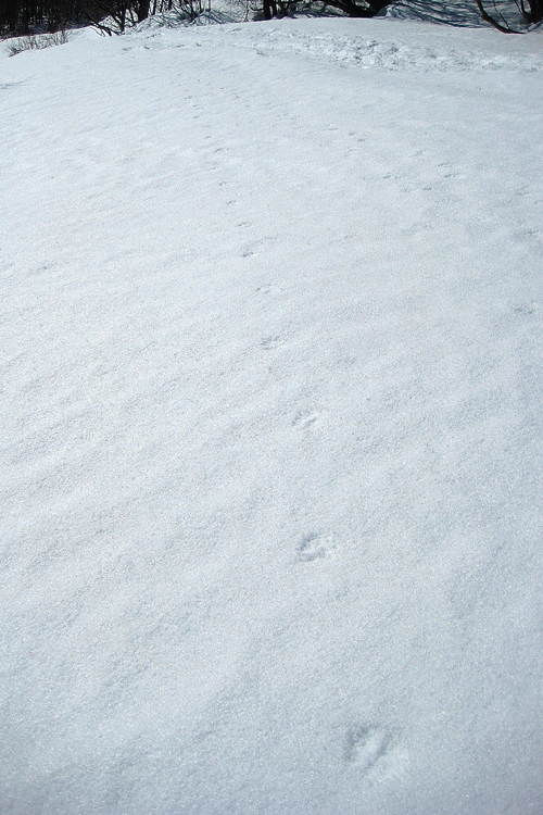 Piste loup Valloire 2009