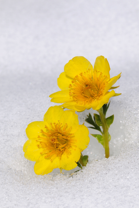 DSC_2844 Benoites dans la neige Web