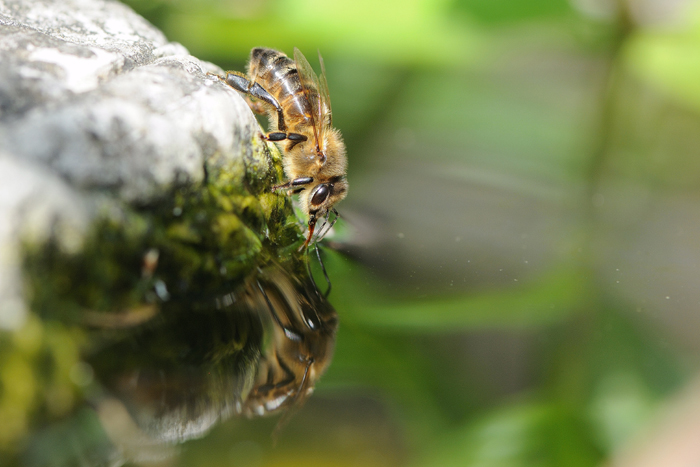 DSC_1604 Abeille et son reflet Web