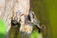 DSC_1493 Grenouille et abeille web