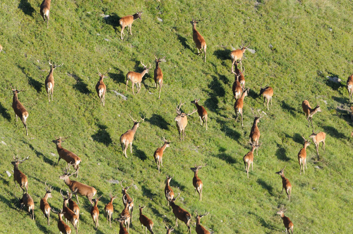 DSC_3684 Harde de cerfs Web