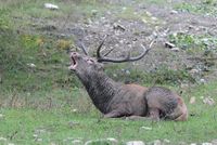 DSC_6395 Cerf au brame web