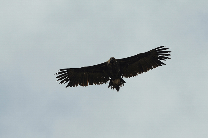 DSC_4391 Vautour moine Web