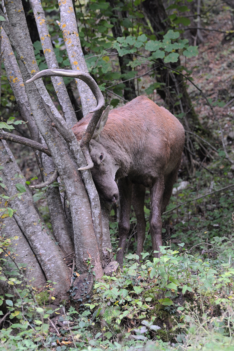 DSC_6022 Cerf web