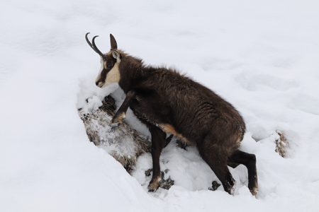 DSC_9181 Chamois web