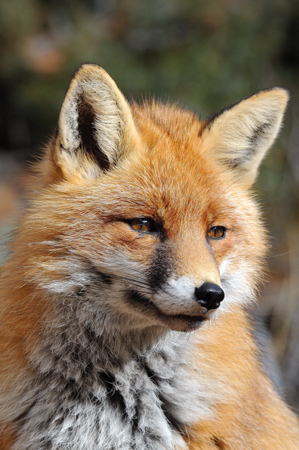 DSC_8398 Renard portrait web