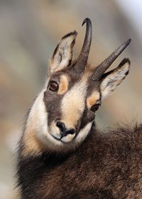 DSC_7846 Chamois portrait web