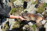 DSC_3822 Marmotte familière Web