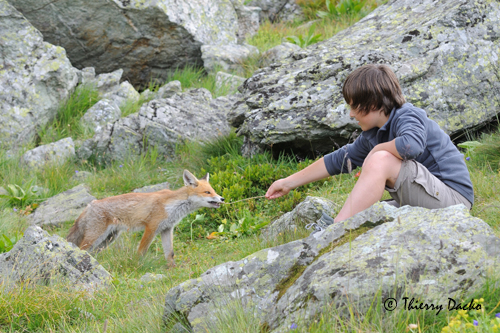 DSC_5379 Hugo et le renardeau web