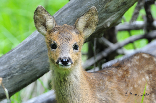 DSC_3410 Faon de cerf Web