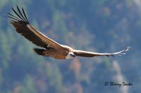 DSC_7568 Vautour fauve web