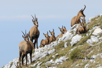 DSC_8636 chamois web