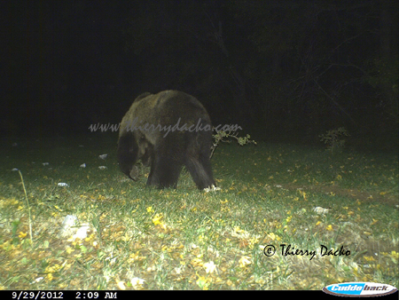 Ours Abruzzes 2012 web