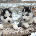 312 Chiots husky  