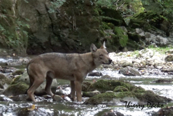 Loup Sangro Abruzzes 2017 copie