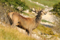 DSC_3832 Cerf au brame  web